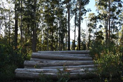 Half-yearly loss of almost $15m for NSW native forest logging shows industry future shaky, conservationists say
