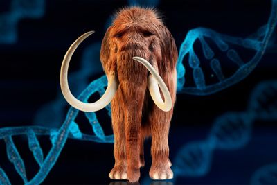 "De-extincting" species is a distraction