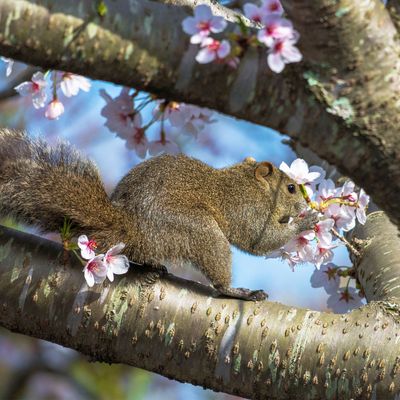 4 ways to keep squirrels away from fruit trees and protect your future harvests