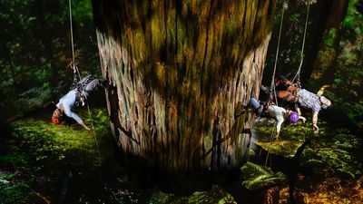 Broadway's Redwood The Musical has a digital "forest that feels like it engulfs the audience", built using Unreal Engine