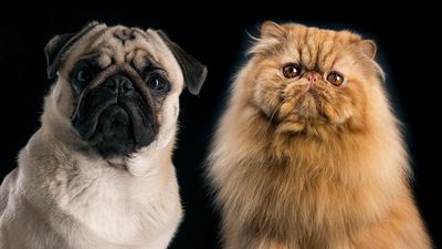 Pugs and Persian cats have more in common with each other than they do other breeds of the same species, study finds