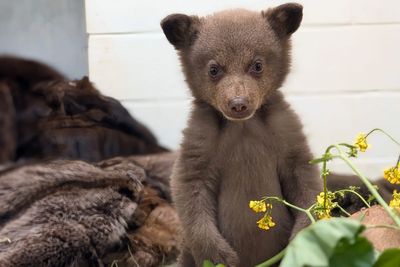 So bear-y excited! Two-month-old cub abandoned by its mom bounces around after being rescued
