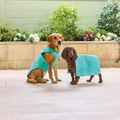 Aldi’s best-selling pet cooling range is back for summer – these are the buys I’m snapping up for my dog