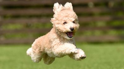 Miniature poodles are cute bundles of fun, but there’s much more to this breed