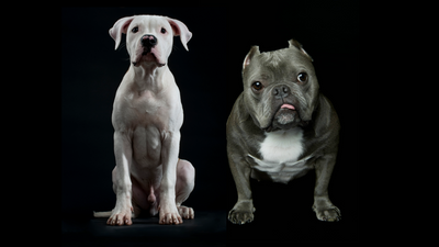 American Bulldog vs American Bully: What’s the difference?