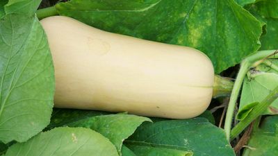 Squash companion planting – 7 vegetables, flowers, and herbs to repel pests and attract beneficial insects, plus bad partner plants to avoid
