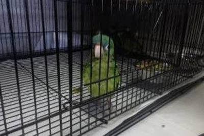 Man arrested trying to smuggle parrots across US border stuffed into his boots