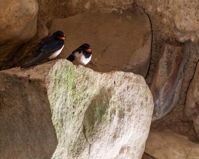 Country diary: Skylarks and swallows bring life to the chambered tomb