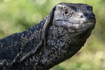 Horror as monitor lizard found eating abandoned newborn