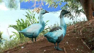 Chemical spill in Brazil park dyes geese, kills fish
