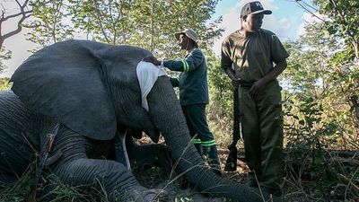 Conflict between humans and Zimbabwe's 100,000 elephants is growing. Could this new tech help?