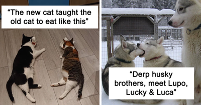 49 Times People Got Their Pet A Sibling And Documented How It Went