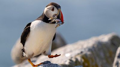 Puffin count begins as Farne Islands celebrate 100 years of protection