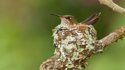 Be alert ahead of May pruning – here's how to spot hummingbird nests in your yard, and keep them safe during breeding season