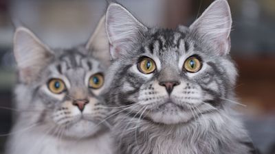 7 of the world’s largest cat breeds