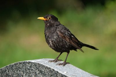 Blackbirds under new threat after mosquito-borne disease arrives in UK