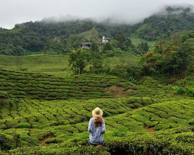 Tudor-style inns, tea plantations and Malaysia’s oldest forest: discover the glorious treasures of the Cameron Highlands