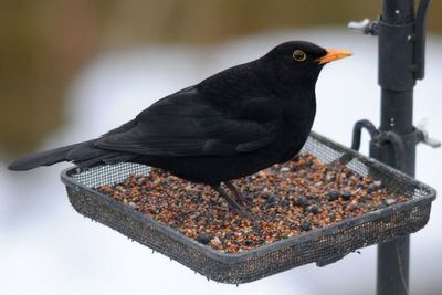Killer mosquito-borne disease threatening English blackbirds