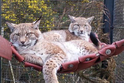 Lynx abandoned in the Cairngorms settle in at their new home