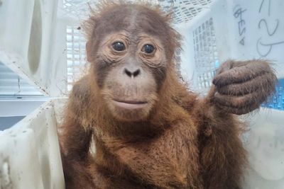 Thai police rescue 2 baby orangutans and arrest a trafficking suspect