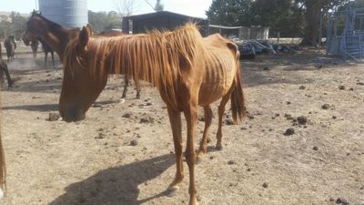 RSPCA Victoria warns surging animal cruelty against horses cannot be investigated without more funding
