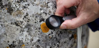 How lichens are bringing stone to life and reconnecting us with the natural world