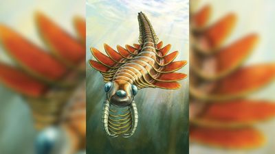 Half-a-billion-year-old 3-eyed sea creature dubbed 'Mosura' breathed through big gills on its butt