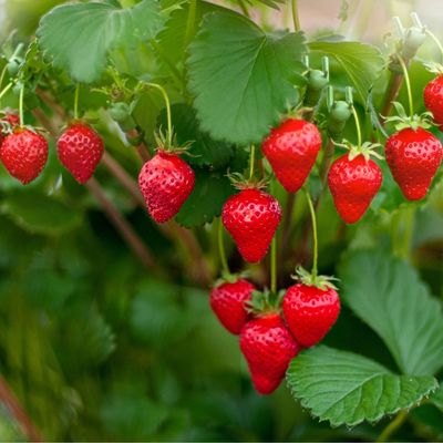 I'm a garden expert and these are the strawberry companion plants that'll double your crops this summer
