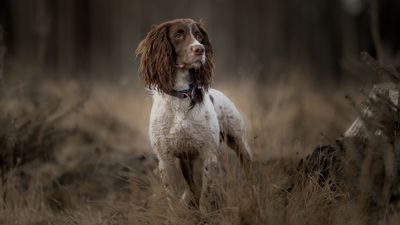 English Springer Spaniels: Bred as high-performance gundogs but now much-loved family pets