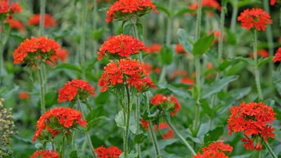 How to grow Silene chalcedonica – for a stunning perennial to attract butterflies, bees, and hummingbirds to your flower beds