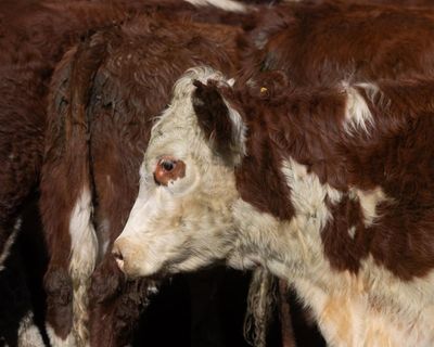 Government records show emergency killings of thousands of livestock after transport to Australian export abattoirs