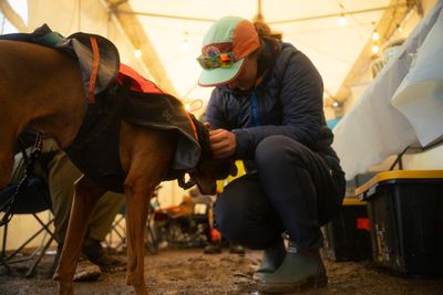 "A story about trust, instinct, and the magic of moving together" – new documentary tells the story of Nova, the ultra running dog