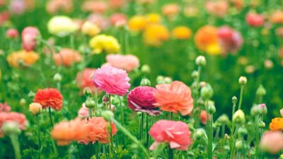 Can't grow peonies in California? Try these tough and resilient peony alternatives instead