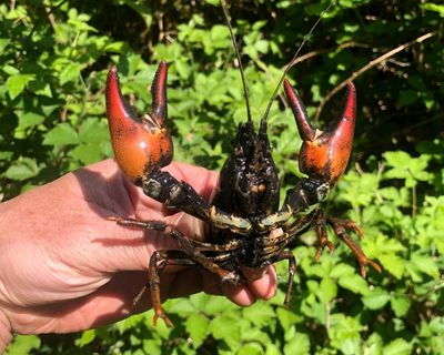 Country diary: A day in the life of a man going feral