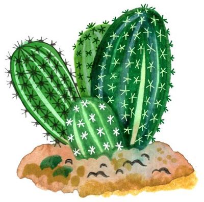 How many spikes are on the world’s biggest cactus? The kids’ quiz