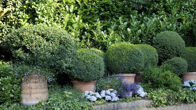 What is a blobbery? Transform your garden with evergreen domes and curves –plus expert recommendations on the best topiary plants to use