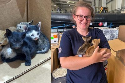 Royal Navy sailors show ‘incredible empathy’ to save four kittens in Bahrain