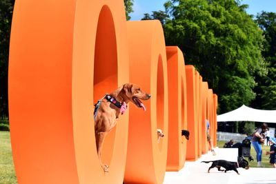 In Pictures: Dog lovers and their canine companions enjoy annual Goodwoof event