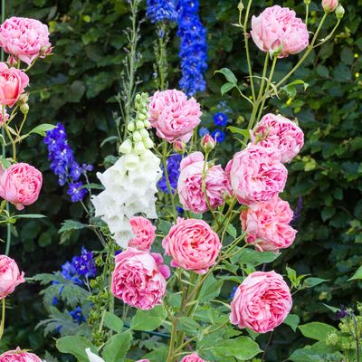 3 practical ways to keep peonies from flopping over, recommended by garden experts, for happier, stronger blooms