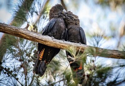 Glossy black cockatoos could be pushed towards extinction in Victoria if burns go ahead, experts warn