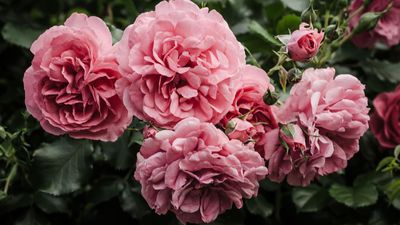 10 best plants for loamy soil – gardening experts recommend the flowers, shrubs, and trees that will thrive in balmy conditions