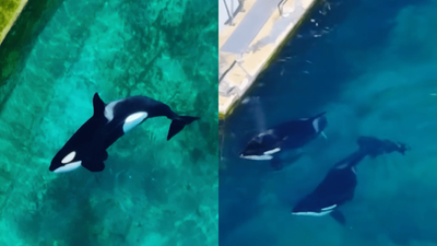 Two Orcas & 12 Dolphins Have Been Abandoned At A Closed Marine Park For Four Months