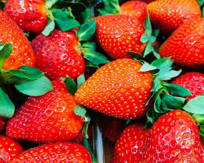 ‘Too big to fit in your mouth’: sunny spring delivers crop of ‘giant’ UK strawberries