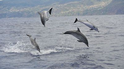 Should I swim with wild dolphins? 6 questions that will change how your holidays impact the ocean