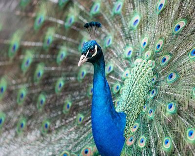 Dogs, rabbits … peacocks? UK offices navigate the rise of emotional support animals