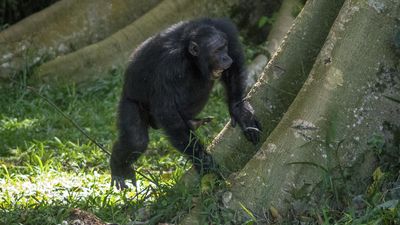 Wild chimpanzees beat the bush telegraph using tree-root rhythms