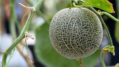 You must fertilize melons at 2 crucial times – here’s how to get the best fruits as experts reveal the top feeds for these pivotal moments