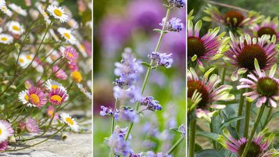 Easiest flowering plants for summer – 8 pretty picks recommended by gardening professionals