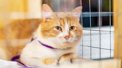 ​​San Diego shelter takes in over 250 animals in just one ‘extraordinary’ day