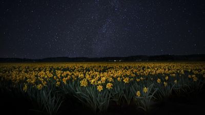 May's best stargazing week has begun. How to see a lion, an upside-down bear, a mini 'planet parade' — and more.